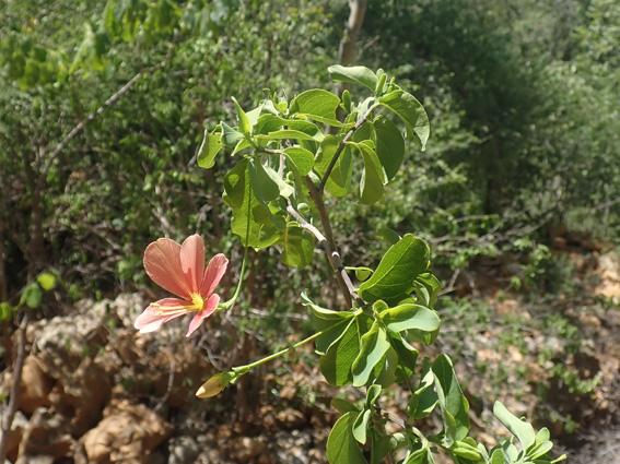 Barleria longipes