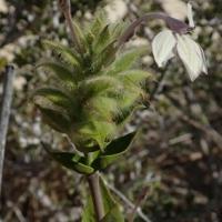 Ecbolium fimbriatum