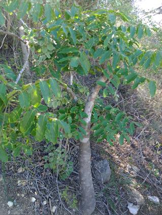 Commiphora grandifolia small