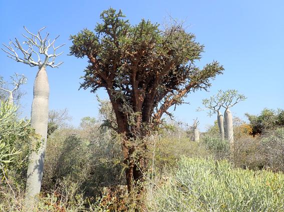 Alluaudia comosa