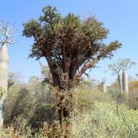 Alluaudia comosa
