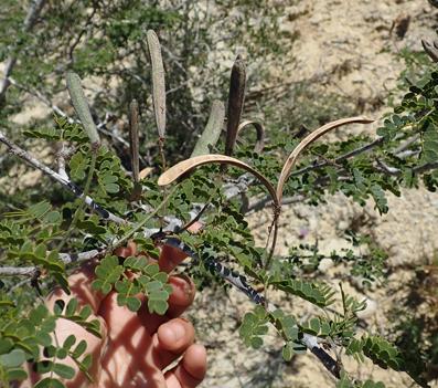 Alantsilodendron mahafalense