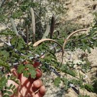 Alantsilodendron mahafalense