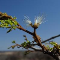 Albizia divaricata