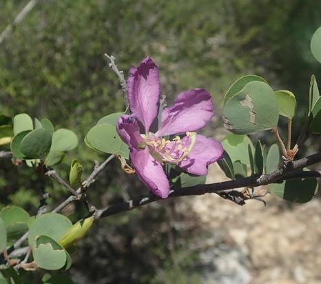Bauhinia xerophyta