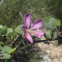Bauhinia xerophyta