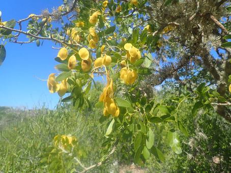 Dicraeopetalum mahafaliense