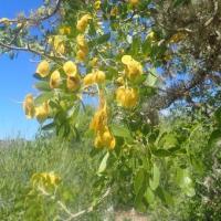Dicraeopetalum mahafaliense