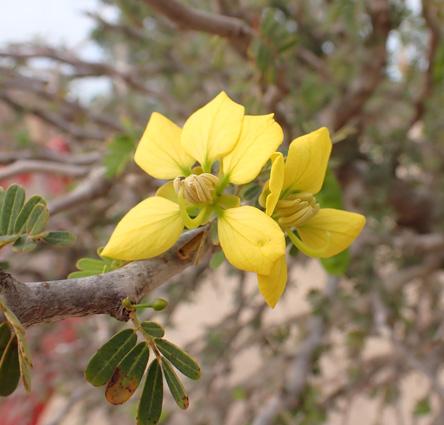 Senna meridionalis