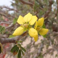 Senna meridionalis