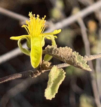 Grewia micro