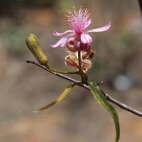 Grewia grevei