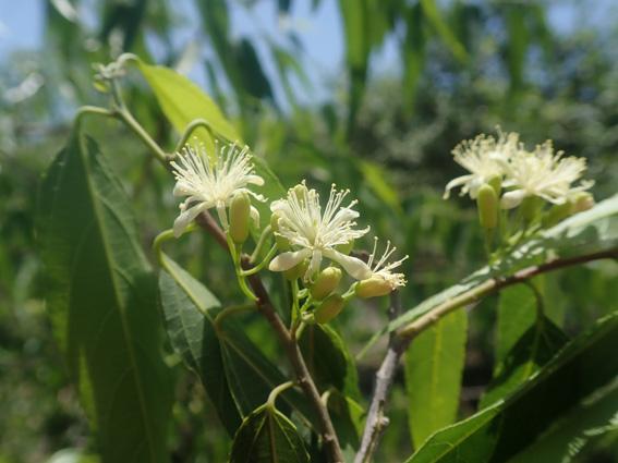 Grewia humbertii