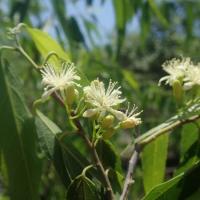 Grewia humbertii