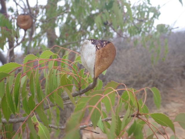 Neobeguea mahafaliensis