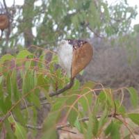 Neobeguea mahafaliensis