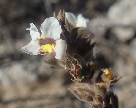 Sieverandreas madagascarianus