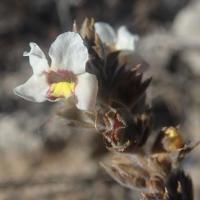 Sieverandreas madagascarianus