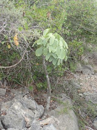 Adenia monadelpha