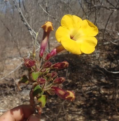 Uncarina grandidieri