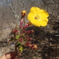 Uncarina grandidieri
