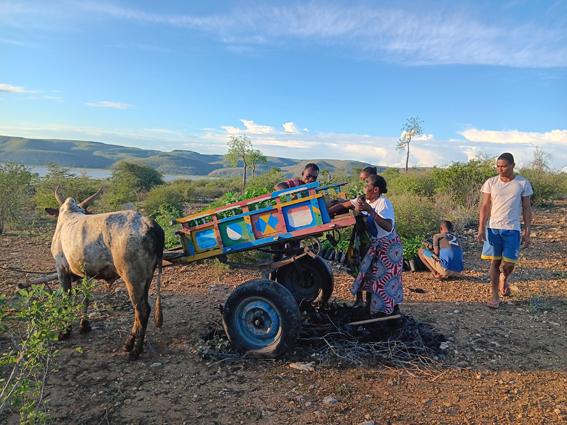 Transport des plants