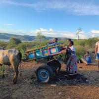 Transport des plants