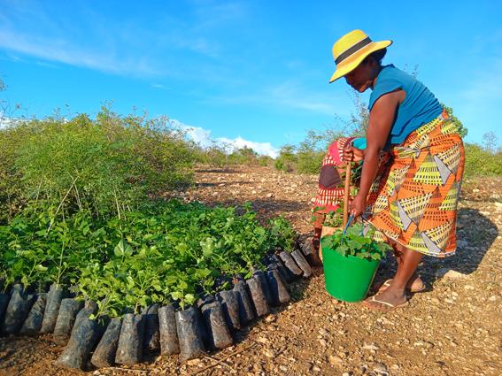 Plants préparés pour la plantation