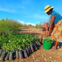 Plants préparés pour la plantation