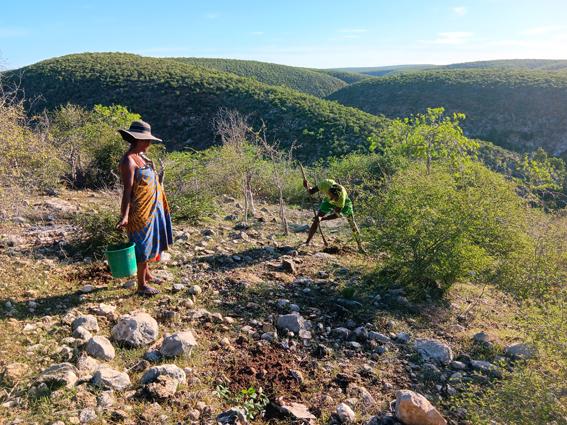 Plantation pour la restauration