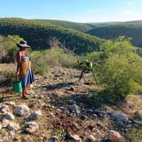 Plantation pour la restauration
