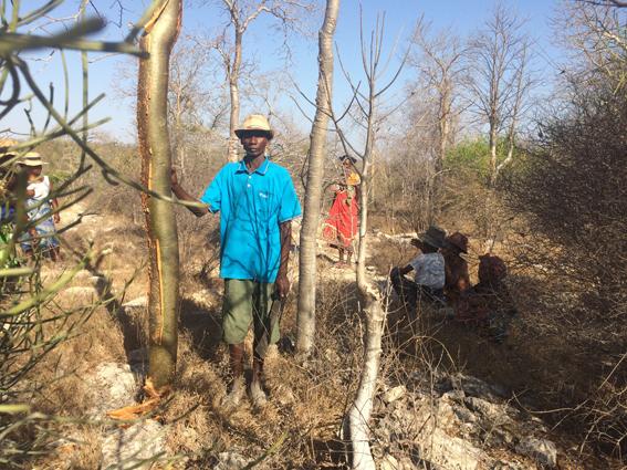 Ramassage de graines avec les gardes-forestiers