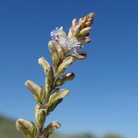 Polygala labatii