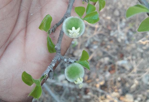 Pyrostria sarodranensis