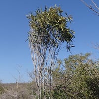 Ivodea tulearensis