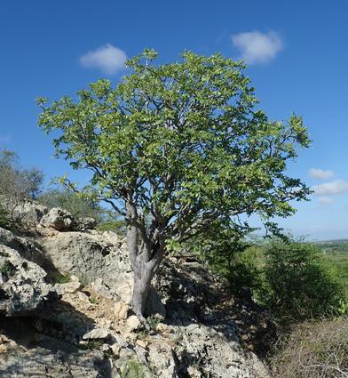 Erythrophysa aesculina