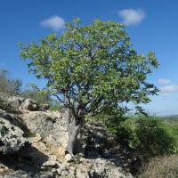 Erythrophysa aesculina